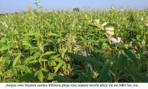 নকলায় ব্রহ্মপুত্রের চরাঞ্চলে তিল চাষে  চাষীদের আগ্রহ বেড়েছে